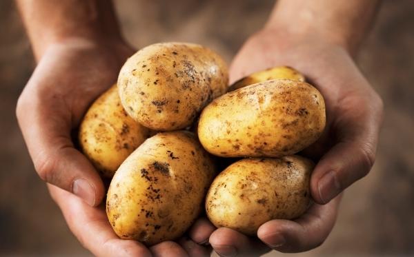 картофель в украине